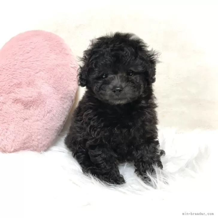 ID：2409-05789の子犬