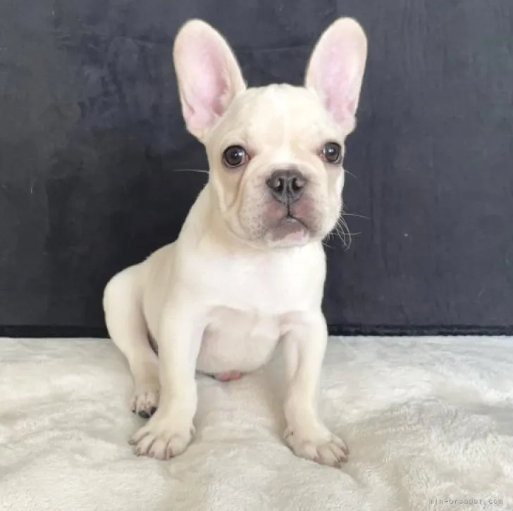 H.K 様のお迎えした子犬