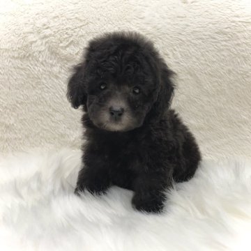 トイプードル(タイニー)【大阪府・女の子・2024年7月31日・シルバー】の写真「元気いっぱいで人懐っこい女の子♪」