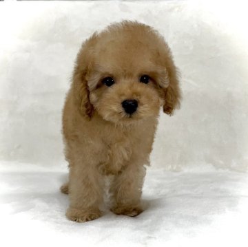 トイプードル(タイニー)【大阪府・男の子・2024年4月30日・オレンジフォーン(アプリコット)】の写真「出産ラッシュのため今のみの特別価格です✨」