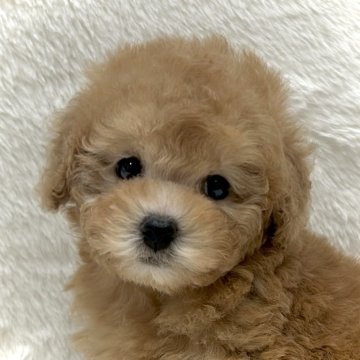 トイプードル(タイニー)【大阪府・女の子・2024年6月15日・オレンジフォーン(アプリコット)】の写真「小ぶりでとっても甘えん坊な女の子♪」