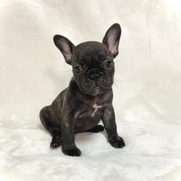 フレンチブルドッグ【大阪府・女の子・2022年6月22日・ブリンドル】の写真「とてもコンパクトで可愛い女の子です♪」
