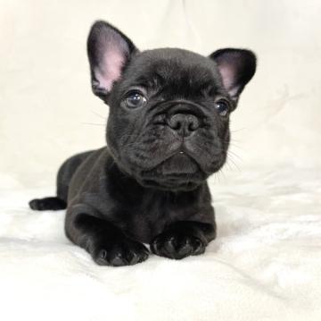 フレンチブルドッグ【大阪府・男の子・2022年11月15日・ブリンドル】の写真「パッチリした目がとても可愛い男の子です！」