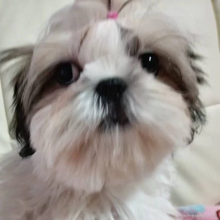 ID:2411-02687の子犬