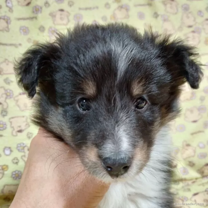 ID:2501-05640の子犬