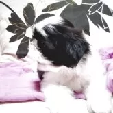 シーズー【静岡県・男の子・2025年6月4日・ブラック&ホワイト】の写真4