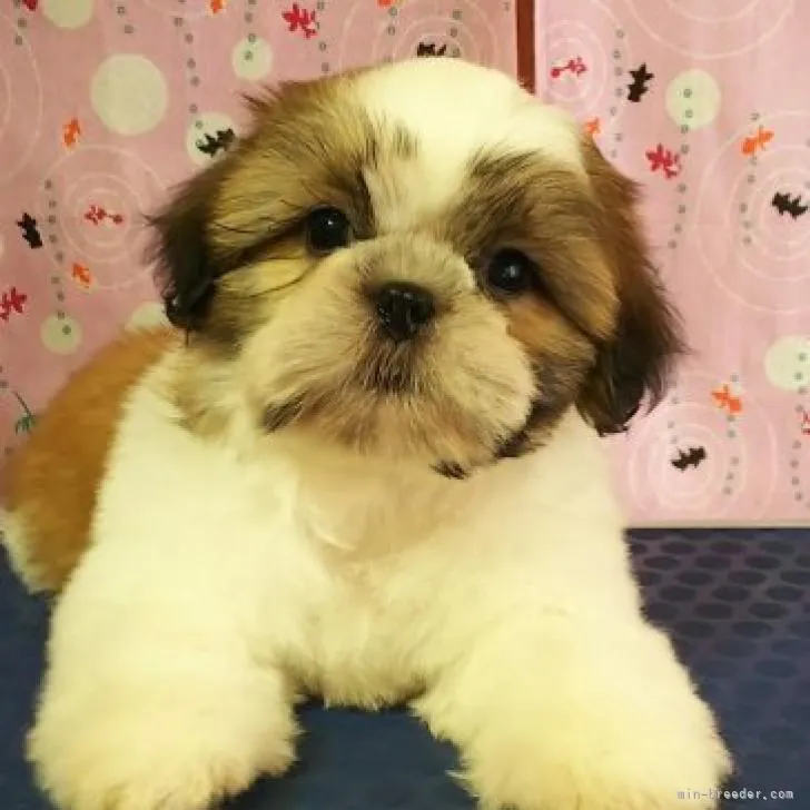 ID:2205-04086の子犬