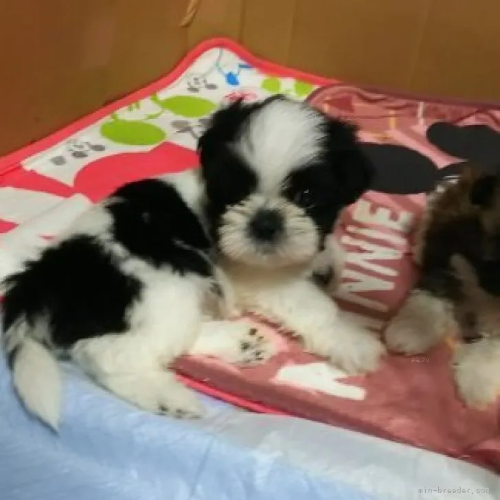 ID：2309-03482の子犬