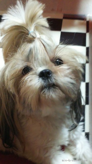 シーズー【・女の子・2018年10月29日・ゴールド&amp;ホワイト】