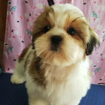 シーズー【静岡県・男の子・2022年5月9日・ゴールド&ホワイト】の写真「モチコロな僕」