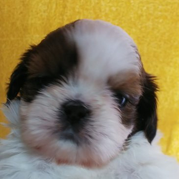 シーズー【静岡県・女の子・2022年5月9日・ホワイト&ゴールド】の写真「おっとりした子」