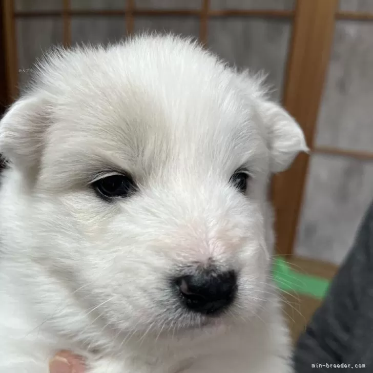 ID：2412-03972の子犬