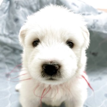 サモエド【北海道・男の子・2025年7月17日・ホワイト】の写真「フワフワモフモフのかわいい男の子」