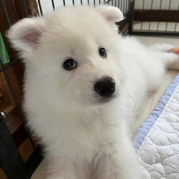 ID:2405-03104の子犬