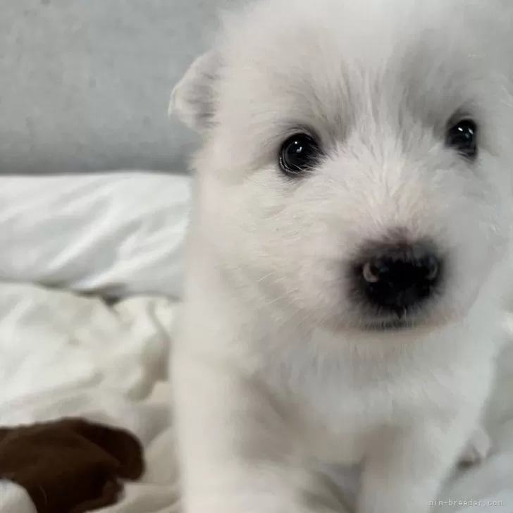 ID：2405-03101の子犬
