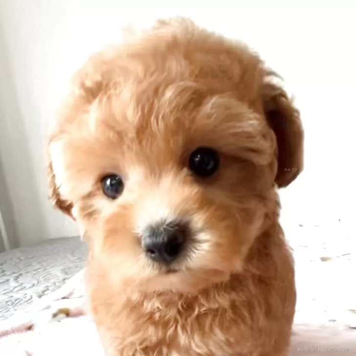 ID:2502-05255の子犬