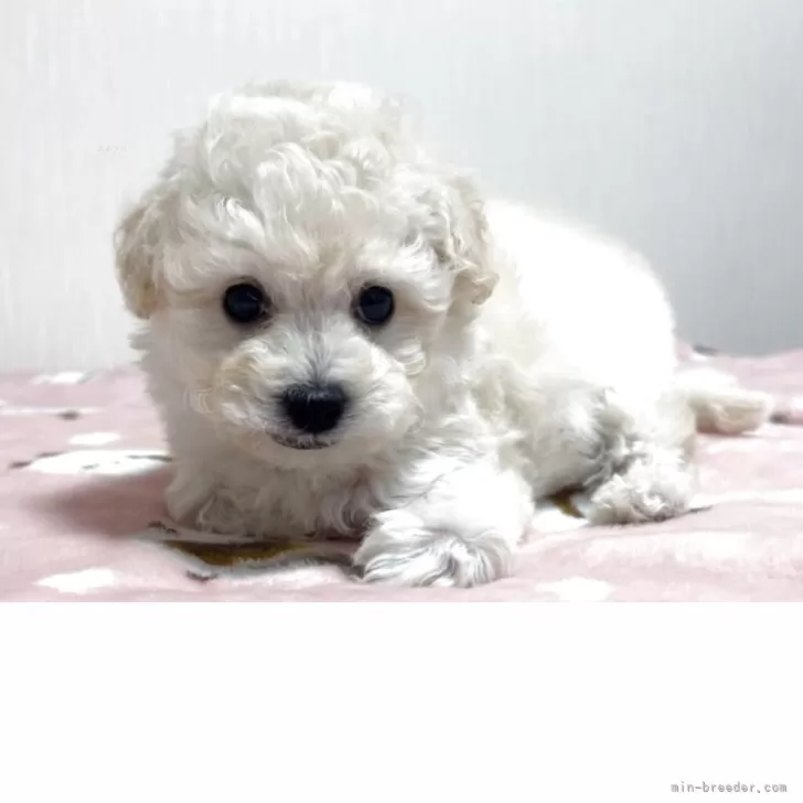 ビションプー(トイプードル×ビションフリーゼ)【埼玉県・男の子・2025年10月24日・クリーム、ホワイト】の写真1「成犬時の想定体重は3kg程度のミニビションプーになります。」