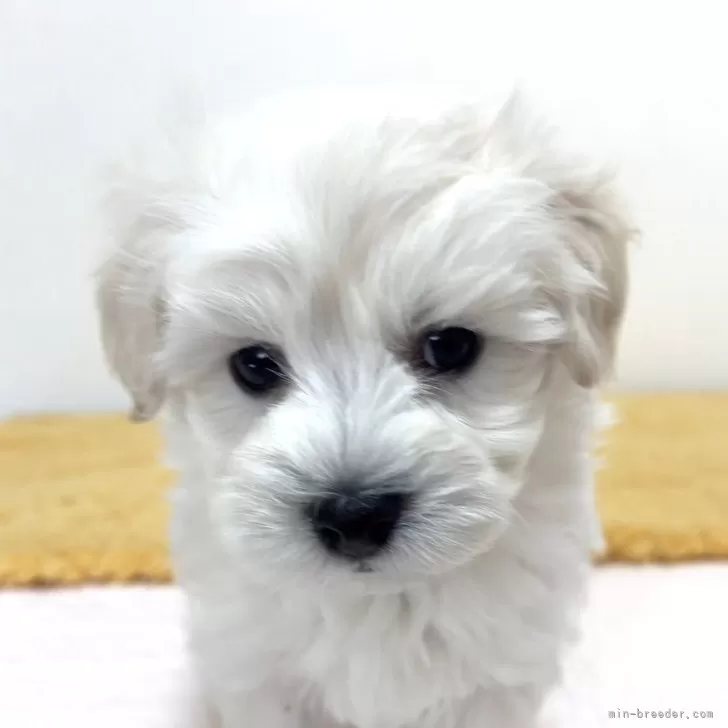 ID:2411-01601の子犬