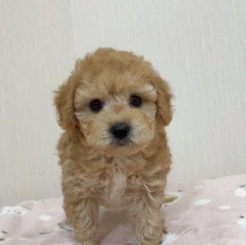 トイプードル(トイ)【埼玉県・男の子・2025年10月10日・アプリコット】の写真「元気のいい美男子、人懐っこい子」