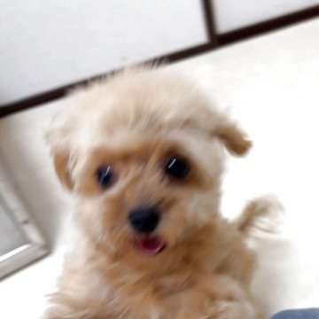 トイプードル(ティーカップ)【埼玉県・女の子・2025年1月31日・レッド】の写真「お目目クリクリ、つぶらな瞳、マイクロティーカップ」