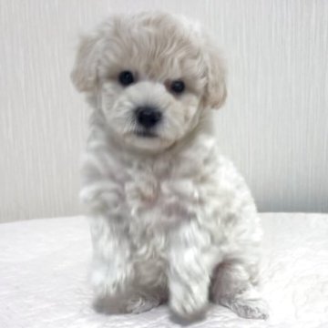 ビションプー(トイプードル×ビションフリーゼ)【埼玉県・男の子・2025年10月24日・クリーム、ホワイトに近いクリーム】の写真「ママは外産系優良血統のミニビション」