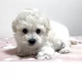 ビションプー(トイプードル×ビションフリーゼ)【埼玉県・男の子・2025年10月24日・クリーム、ホワイト】の写真1「成犬時の想定体重は3kg程度のミニビションプーになります。」
