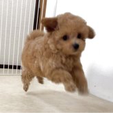 トイプードル