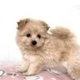 ポメプー(ポメラニアン×トイプードル)【埼玉県・女の子・2025年1月23日・クリーム、アプリコット】の写真2