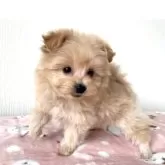 ポメプー(ポメラニアン×トイプードル)【埼玉県・女の子・2025年1月23日・クリーム、アプリコット】の写真3