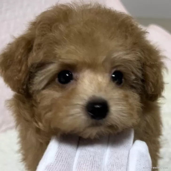 ID：2311-03465の子犬