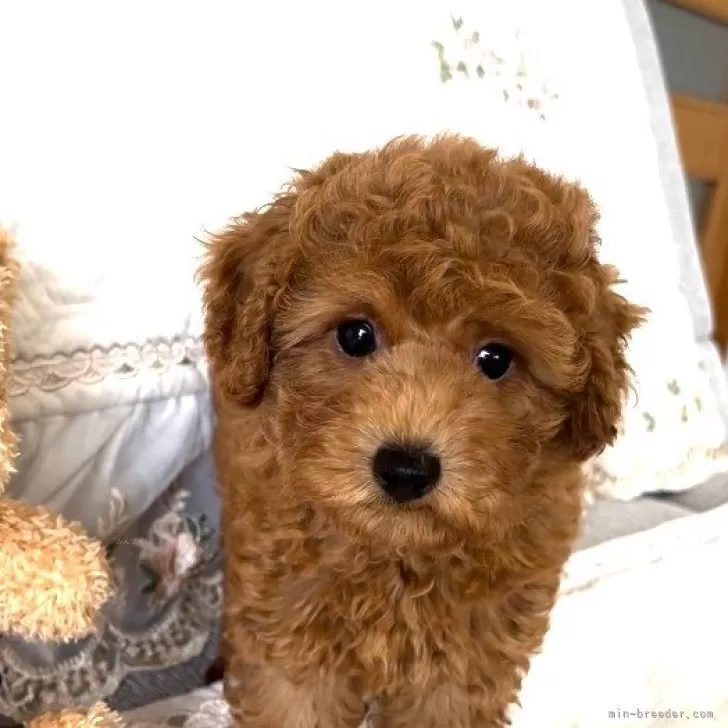 ID:2406-00552の子犬