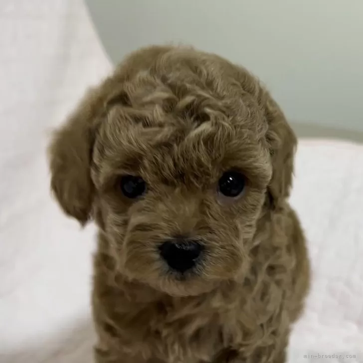 ID：2402-04951の子犬