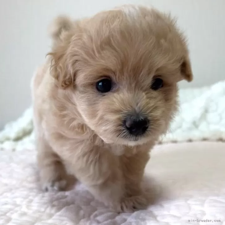 S.K 様のお迎えした子犬