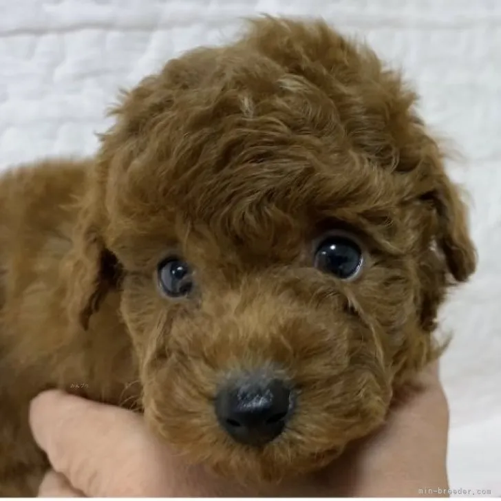 ID：2311-00194の子犬