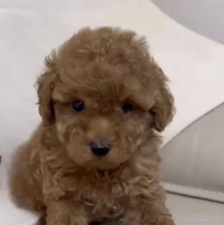 ID：2311-01451の子犬