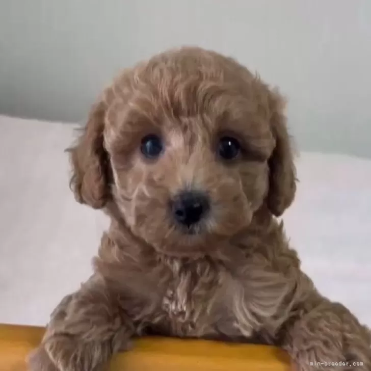 ID:2405-04933の子犬