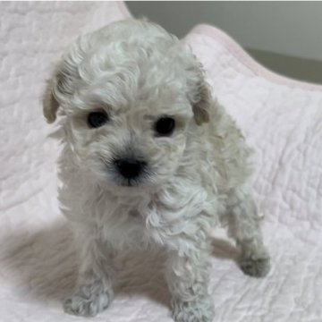 トイプードル(タイニー)【埼玉県・男の子・2023年12月2日・クリーム、白】の写真「お目目がクリクリしているタイニーで、涙焼けなし」