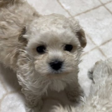 トイプードル(タイニー)【埼玉県・男の子・2023年12月2日・クリーム】の写真「お目目がクリクリしている活発な子、タイニーサイズ」