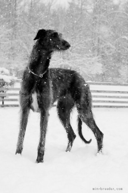 ディアハウンド【・女の子・2019年2月10日・グレーブリンドル】「初めての雪。大喜びでした。」