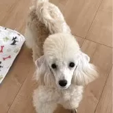 トイプードル(トイ)