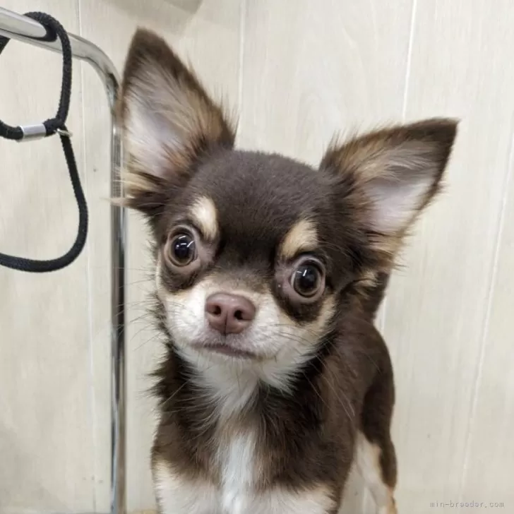 チワワ(ロング)【岡山県・女の子・2025年3月1日・チョコクリーム】の写真1「チョコクリームの女の子です」