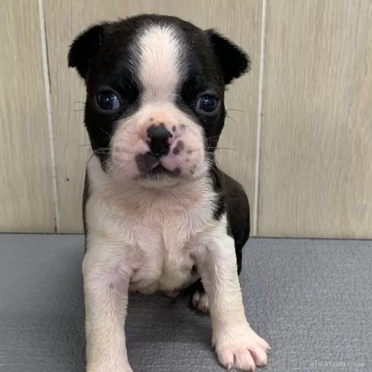 ID:2504-06635の子犬