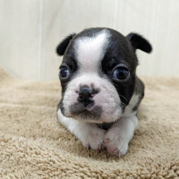 ボストンテリア【岡山県・男の子・2025年10月3日・ボストンカラー】の写真「両親遺伝子検査クリアーの男の子」