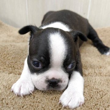 ボストンテリア【岡山県・女の子・2025年10月3日・ボストンカラー】の写真「両親遺伝子検査クリアーの女の子」