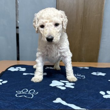スタンダードプードル【岡山県・男の子・2025年1月9日・ホワイト】の写真「両親3種類遺伝子検査クリアの男の子です」