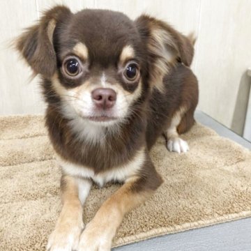 チワワ(ロング)【岡山県・女の子・2025年3月1日・チョコクリーム】の写真「チョコクリームの女の子です」