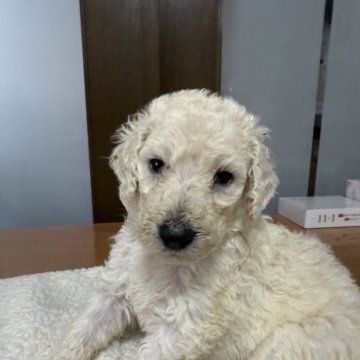 スタンダードプードル【岡山県・女の子・2025年1月9日・ホワイト】の写真「両親遺伝子検査3種クリアーの女子です」