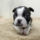 ボストンテリア