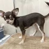 チワワ(ロング)