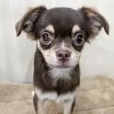 チワワ(ロング)